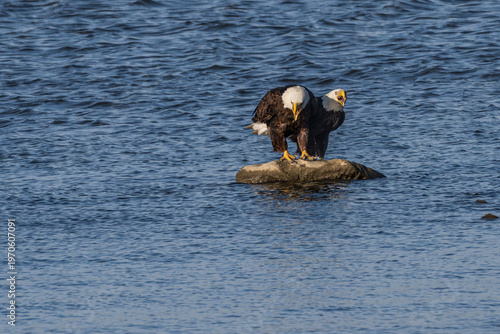 Pair of bald eagles perched on a rock in a lake.