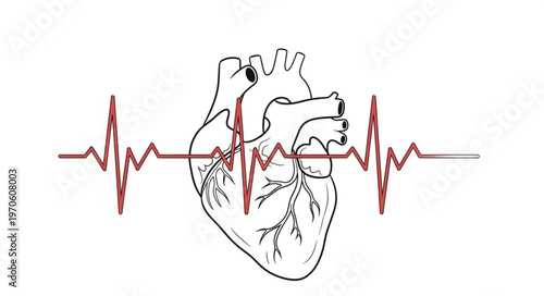 Anatomical Heart Illustration with Electrocardiogram Line Art Design.