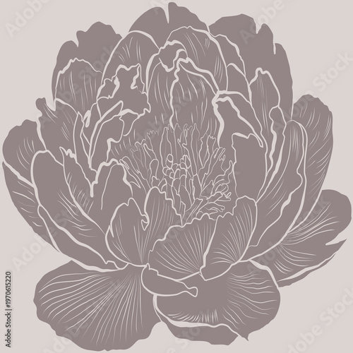 A refined botanical line drawing of a peony blossom from a top view perspective. The intricate petal arrangement highlights the natural beauty and complexity of this classic garden flower.