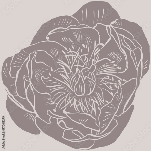 A classic botanical illustration of a peony flower rendered in delicate line work. The intricate petals highlight the timeless beauty of this beloved garden flower.