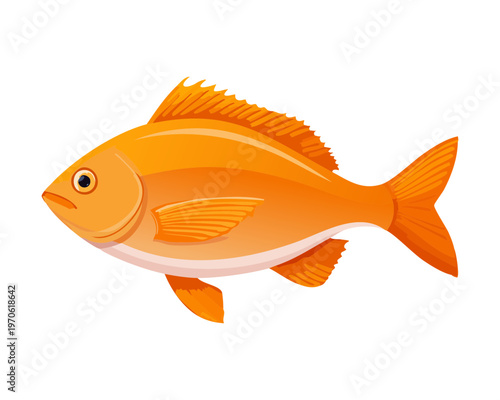 Whole fresh orange fish for seafood market and healthy aquatic protein nutrition concept - Vector Illustration