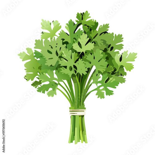 Fresh organic parsley leaves for culinary recipes and healthy herbal seasoning product design - Vector Illustration