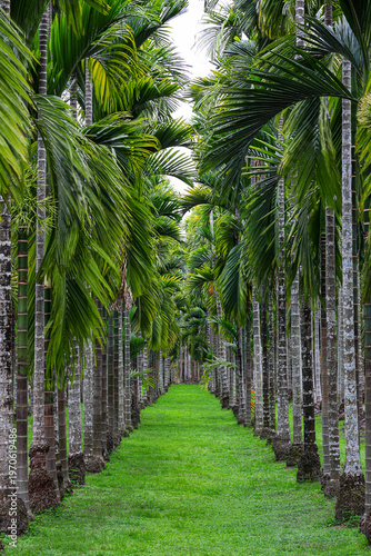 Canvas Print Parallel palms stand in eternal,quiet opposition