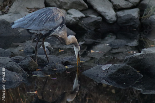 Great blue heron standing on some muck covered rocks and dipping its beak into the water