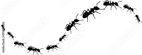 Black Ant Silhouettes Marching in a Wavy Trail on White Background.