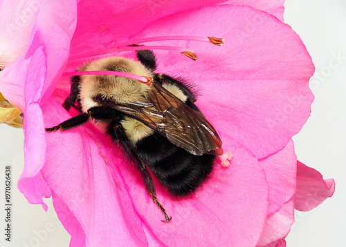 An Extreme Close-up Focus Stacked Image of a Bumble Bee In A Pink Azalea Blossom