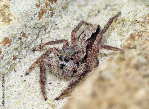 An Extreme Focus Stacked Close-up Image of a Tan Jumping Spider in the Mortar Joint of a Brick Wall