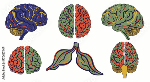 Colorful stylized human brain illustrations in different views and perspectives, scientific and medical concept