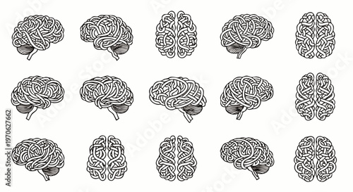 Detailed vector illustration set of human brains in various anatomical perspectives, showcasing intricate neurological structure and complexity.