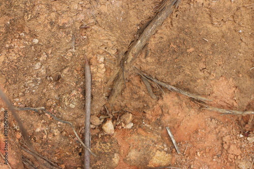 Top view close up texture of dry reddish brown soil and exposed tree roots