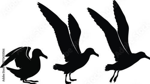 Silhouettes of Three Seabirds in Sequential Flight Stages.