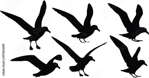 Six Black Seagull Silhouettes in Flight on White Background.
