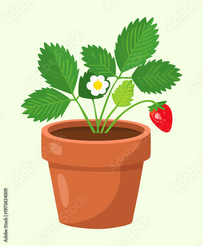 Fragaria plant with green leaves and red strawberries growing in a traditional ceramic pot for organic farming and natural food source