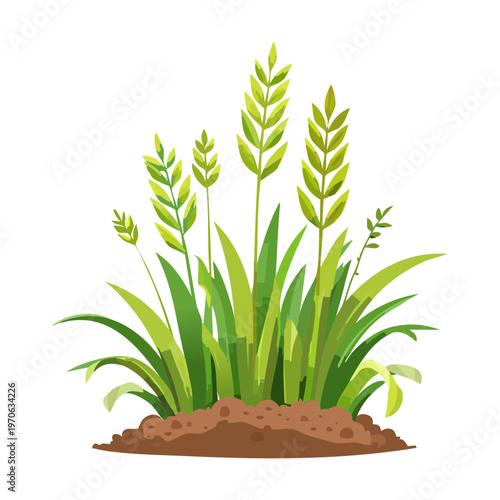 Green cereal plant with yellow grain ears growing in fertile soil for agricultural crop production and sustainable organic farming in summer
