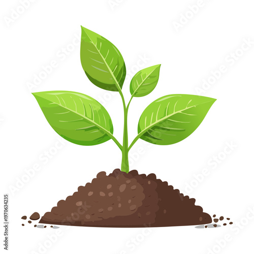 Young green seedling with two leaves growing from a mound of fertile soil representing new life and organic gardening growth in spring
