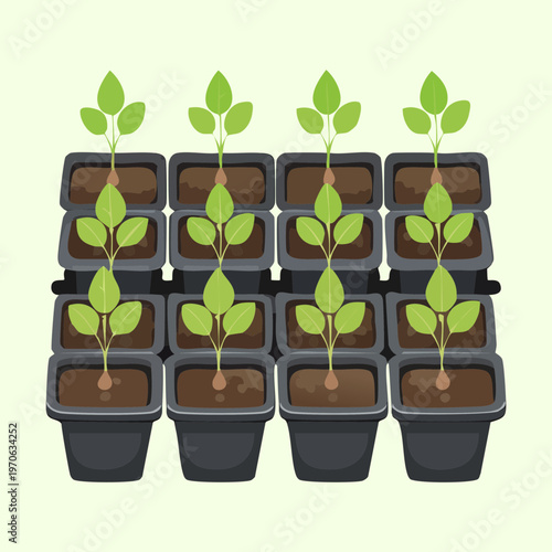Multiple rows of green seedlings growing in black nursery trays for large scale agricultural farming and commercial plant production in spring
