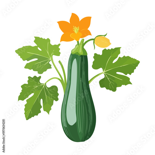 Zucchini plant with green fruit and yellow flowers growing in a garden for organic vegetable farming and healthy summer harvest projects