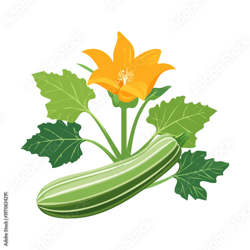 Healthy zucchini plant with striped green squash and bright yellow flowers for garden themed illustrations and organic vegetable farming themes