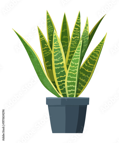 Variegated sansevieria plant in a black pot for minimalist home decor and healthy indoor living environment with natural air purifying plants
