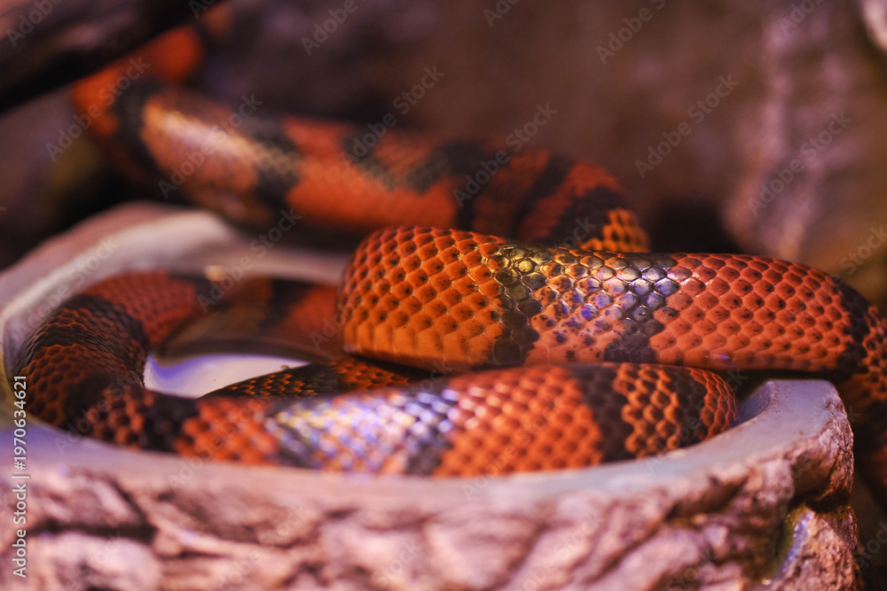 Fototapeta premium Colorful snake resting on a stone in an enclosure