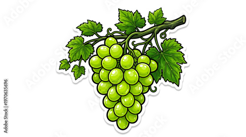 Vibrant green grapes hanging from a leafy vine, a fresh and natural fruit illustration perfect for healthy eating, food packaging, or vineyard-themed designs