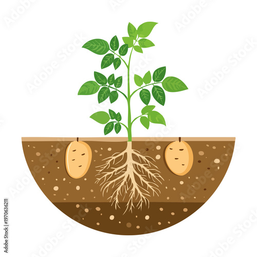 Healthy blueberry plant for kitchen garden branding organic fruit market promotional materials culinary school education and home gardening blog visual content