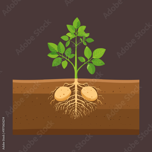 Blueberry shrub for home garden landscape design fruit nursery marketing environmental science textbooks and nature theme decorative art for botanical posters