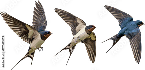 Flying Swallow Birds in Mid-Flight with Detailed Plumage for Nature and Wildlife Illustrations