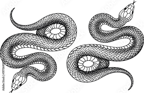 Intricate Black and White Snake Illustration with Detailed Scales and Spiraled Body for Tattoos, Designs, and Digital Art Projects