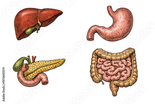 Hand drawn human digestive system organs set with liver stomach pancreas and intestines on a transparent background
