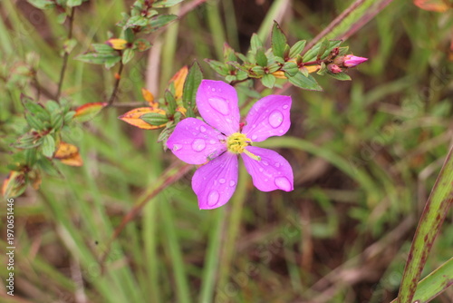 Konstfotografi Close up of a bloomed purple flower with with leaves,This plant is called Malaba