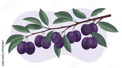 Ripe purple plums hanging from a leafy branch illustrated against a soft lavender abstract shape for a fresh and healthy fruit concept.