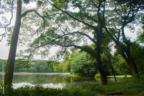 Tranquil forest lake with overhanging trees on a calm morning.