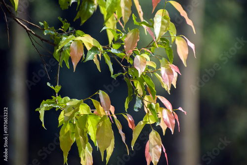 Foliage of the Waterhousea floribunda Weeping Lilly Pilly tree.