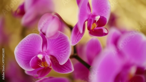 Pink Orchid Flowers Closeup Macro View.