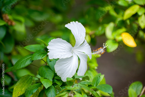 Quadro su tela Elegant white Hibiscus rosa flower with a yellow center blooming.