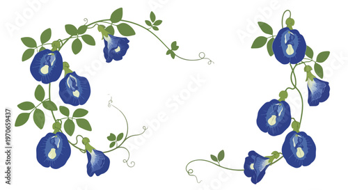 Illustration of blue morning glories with green leaves on white background