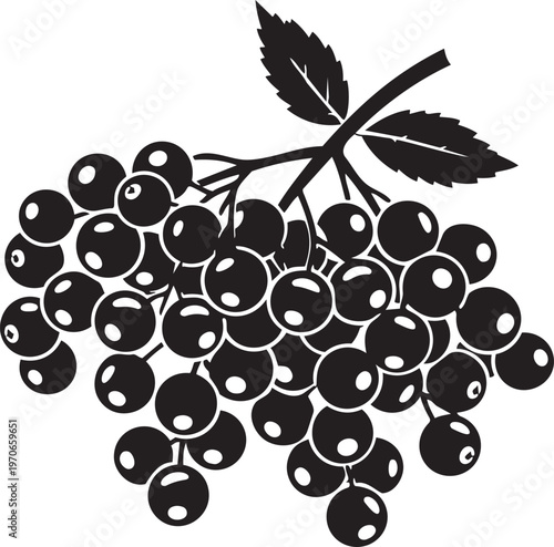 Cluster of dark berries on a branch with leaves simple vector illustration for food and nature themes isolated on white
