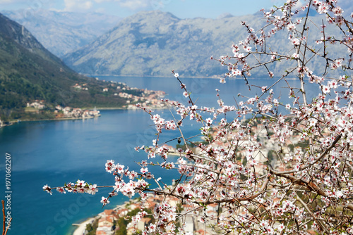 Vibrant spring blossoms frame scenic Kotor Bay, Montenegro