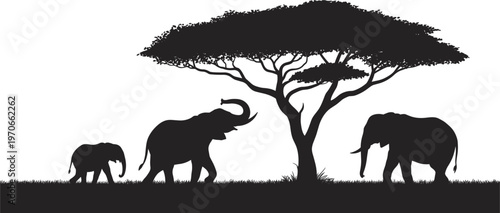 African elephant family silhouette walking on savanna under acacia tree isolated on white background vector