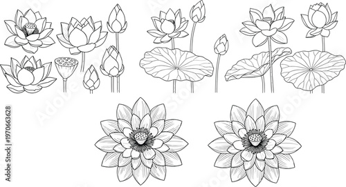 Set of Hand-Drawn Lotus Flower Illustrations in Various Stages of Bloom for Floral, Nature, and Meditation Designs