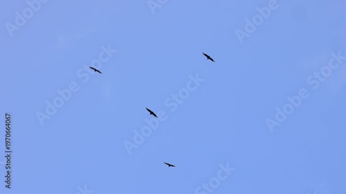 Wallpaper Mural Six black birds flying in blue sky. Torontodigital.ca