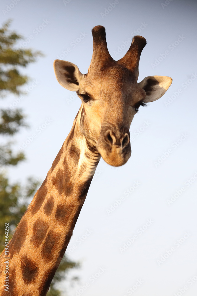 Naklejka premium Giraffe / Giraffe / Giraffa camelopardalis
