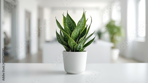 Minimalist Green Plant in Pot on Clean Background