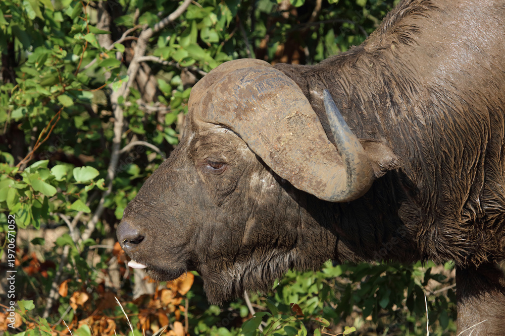 Fototapeta premium Kaffernbüffel / African buffalo / Syncerus caffer