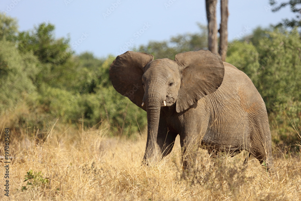 Fototapeta premium Afrikanischer Elefant / African elephant / Loxodonta africana