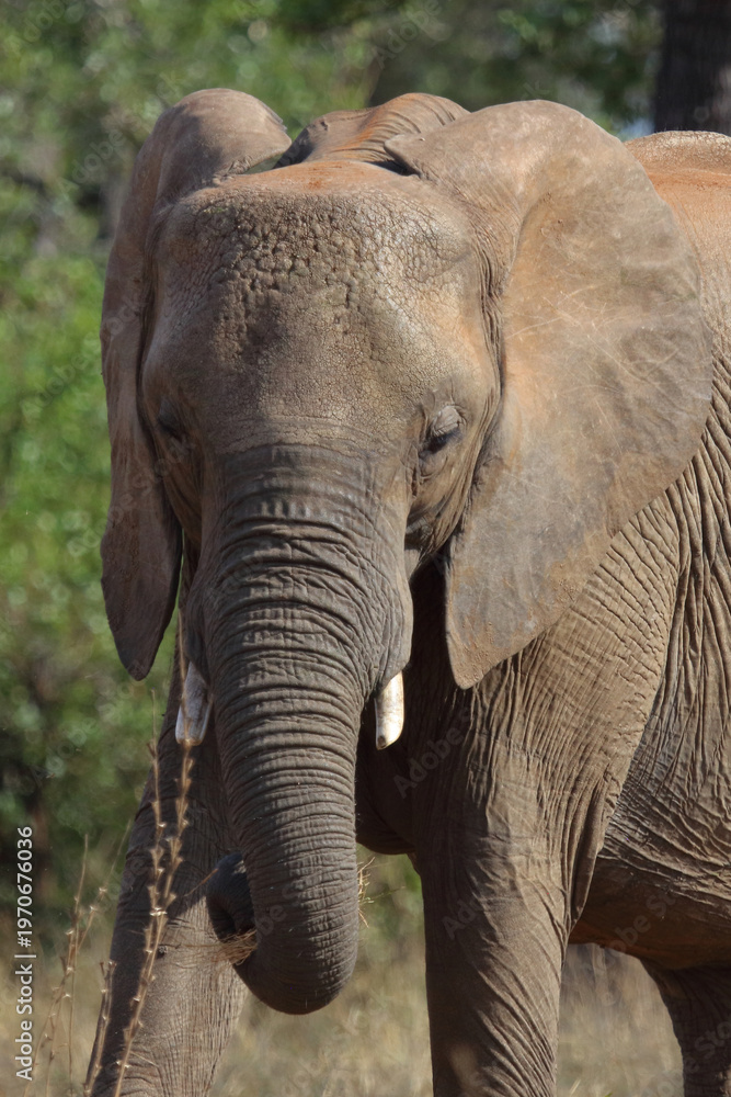 Obraz premium Afrikanischer Elefant / African elephant / Loxodonta africana
