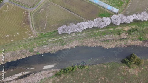 加古川　堤防　桜　並木　満開