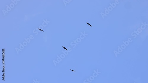 Wallpaper Mural Six black birds flying in blue sky. Torontodigital.ca