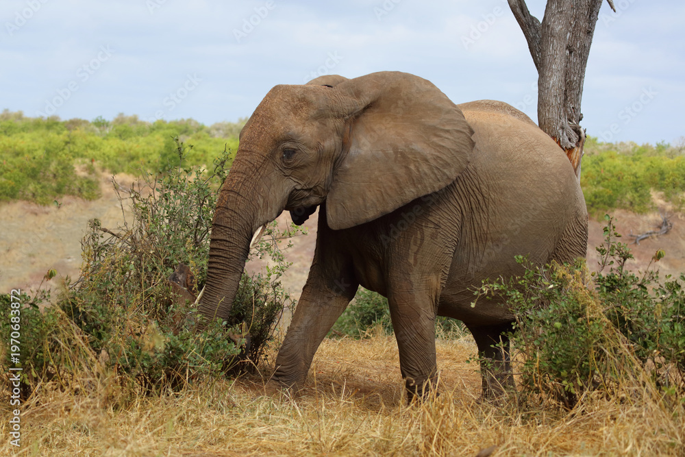 Fototapeta premium Afrikanischer Elefant / African elephant / Loxodonta africana